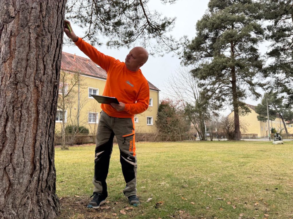 Baumgutachtn Baumfällung Fürth